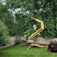 How Our Tree Care Process Works  in Comanche, OK